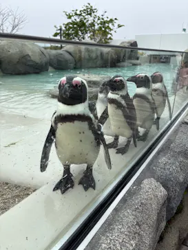 仙台うみの杜水族館に投稿された画像（2025/5/10）