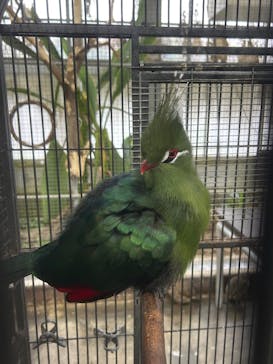 掛川花鳥園に投稿された画像（2025/5/10）