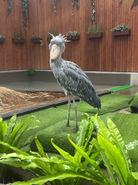 掛川花鳥園に投稿された画像（2025/5/10）