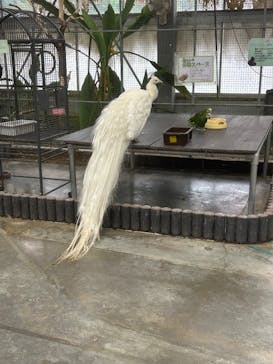 掛川花鳥園に投稿された画像（2025/5/10）