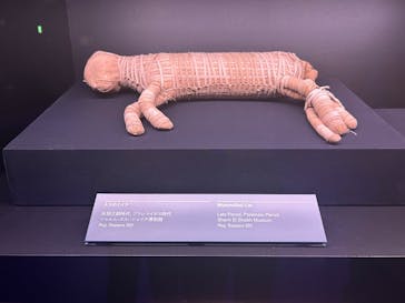 ACN ラムセス大王展 ファラオたちの黄金に投稿された画像（2025/5/10）