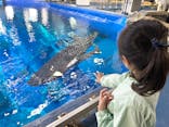 沖縄美ら海水族館（館内体験）に投稿された画像（2025/5/10）