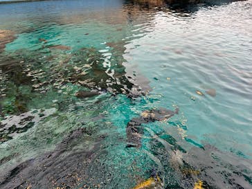 沖縄美ら海水族館（館内体験）に投稿された画像（2025/5/10）