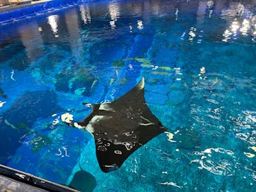 沖縄美ら海水族館（館内体験）に投稿された画像（2025/5/10）