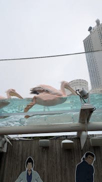 サンシャイン水族館に投稿された画像（2025/5/10）
