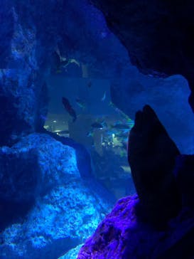 すみだ水族館に投稿された画像（2025/5/10）