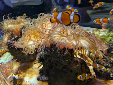 NIFREL（ニフレル）に投稿された画像（2025/5/10）