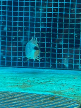 サンシャイン水族館に投稿された画像（2025/5/10）