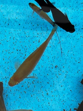 サンシャイン水族館に投稿された画像（2025/5/10）