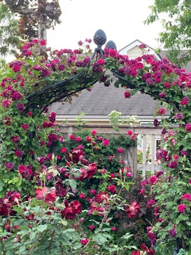 横浜イングリッシュガーデンに投稿された画像（2025/5/10）