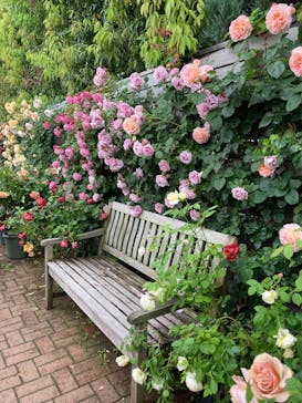 横浜イングリッシュガーデンに投稿された画像（2025/5/10）