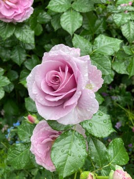 横浜イングリッシュガーデンに投稿された画像（2025/5/10）