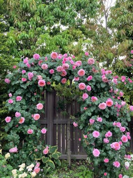 横浜イングリッシュガーデンに投稿された画像（2025/5/10）