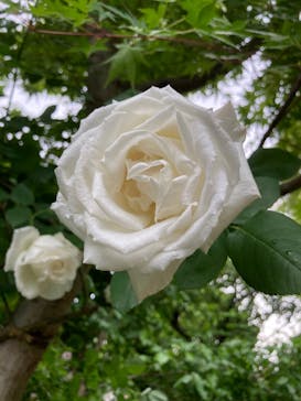 横浜イングリッシュガーデンに投稿された画像（2025/5/10）