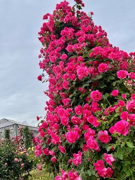 京成バラ園に投稿された画像（2025/5/10）
