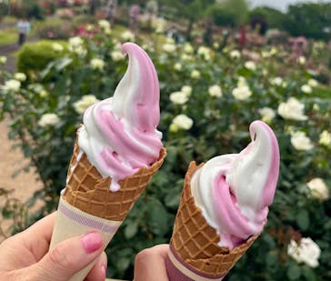 京成バラ園に投稿された画像（2025/5/10）