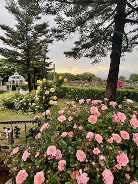 京成バラ園に投稿された画像（2025/5/10）