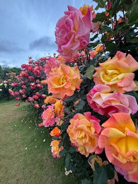 京成バラ園に投稿された画像（2025/5/10）