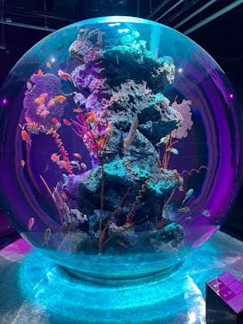 AQUARIUM × ART　atoaに投稿された画像（2025/5/10）