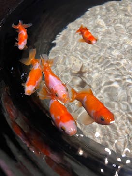 AQUARIUM × ART　atoaに投稿された画像（2025/5/10）