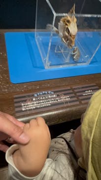 国立科学博物館に投稿された画像（2025/5/10）