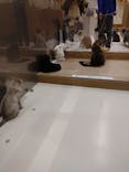 Cat Café MOFF コクーンシティさいたま新都心店に投稿された画像（2025/5/10）