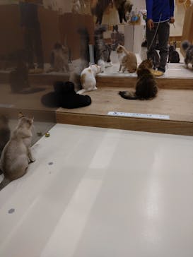 Cat Café MOFF コクーンシティさいたま新都心店に投稿された画像（2025/5/10）