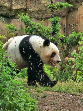 恩賜上野動物園に投稿された画像（2025/5/10）