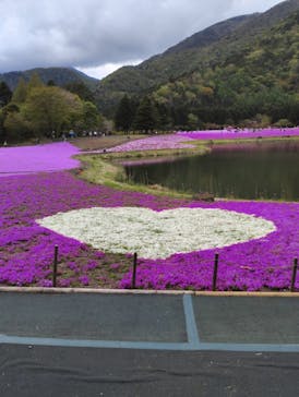 富士芝桜まつり(富士本栖湖リゾート)に投稿された画像（2025/5/10）