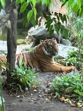 恩賜上野動物園に投稿された画像（2025/5/10）