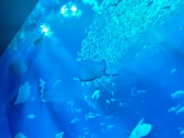 アクアワールド茨城県大洗水族館に投稿された画像（2025/5/10）