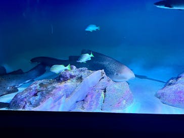 アクアワールド茨城県大洗水族館に投稿された画像（2025/5/10）