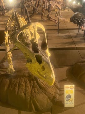 福井県立恐竜博物館に投稿された画像（2025/5/10）