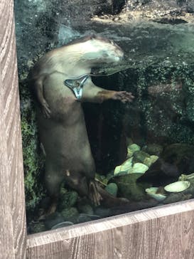 サンシャイン水族館に投稿された画像（2025/5/10）