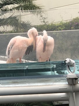サンシャイン水族館に投稿された画像（2025/5/10）