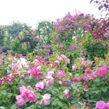 横浜イングリッシュガーデンに投稿された画像（2025/5/11）