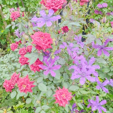 横浜イングリッシュガーデンに投稿された画像（2025/5/10）