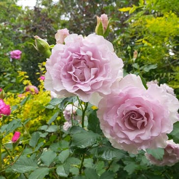 横浜イングリッシュガーデンに投稿された画像（2025/5/10）