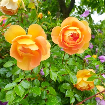 横浜イングリッシュガーデンに投稿された画像（2025/5/10）