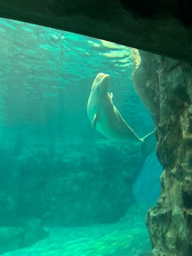 名古屋港水族館に投稿された画像（2025/5/10）