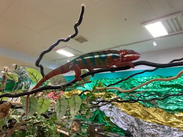 いきもの探検隊湘南に投稿された画像（2025/5/10）