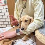 いぬカフェRio 新宿店に投稿された画像（2025/5/11）