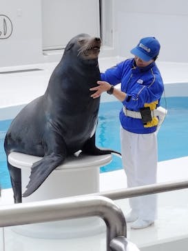 鴨川シーワールドに投稿された画像（2025/5/11）