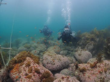 Diving Schoolテールアップ 福岡天神に投稿された画像（2025/5/11）