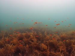 Diving Schoolテールアップ 福岡天神に投稿された画像（2025/5/11）