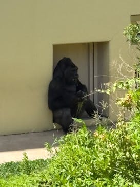 名古屋市東山動植物園に投稿された画像（2025/5/11）