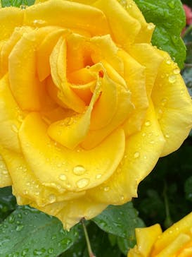 横浜イングリッシュガーデンに投稿された画像（2025/5/11）