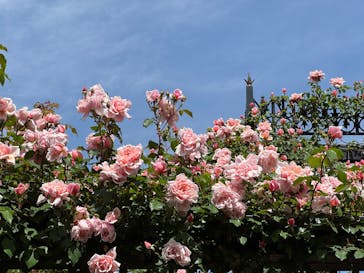 横浜イングリッシュガーデンに投稿された画像（2025/5/11）