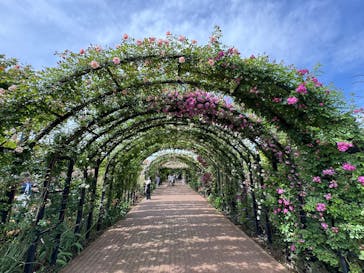 横浜イングリッシュガーデンに投稿された画像（2025/5/11）