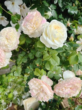 横浜イングリッシュガーデンに投稿された画像（2025/5/11）